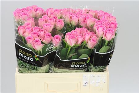 Roses